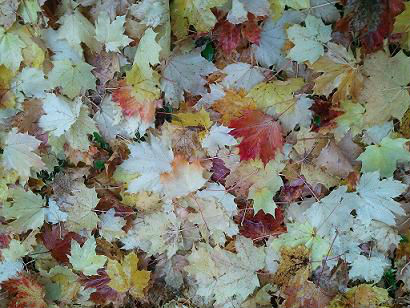 feuilles d`automne en ville